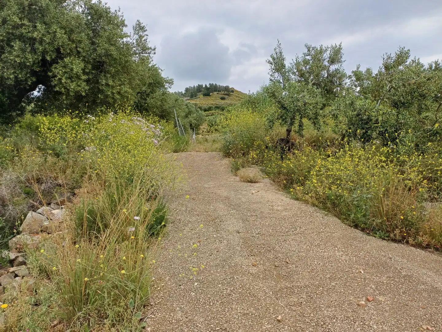Terreno rustico in vendita a Carrer Carretera del Castell, imagen 6