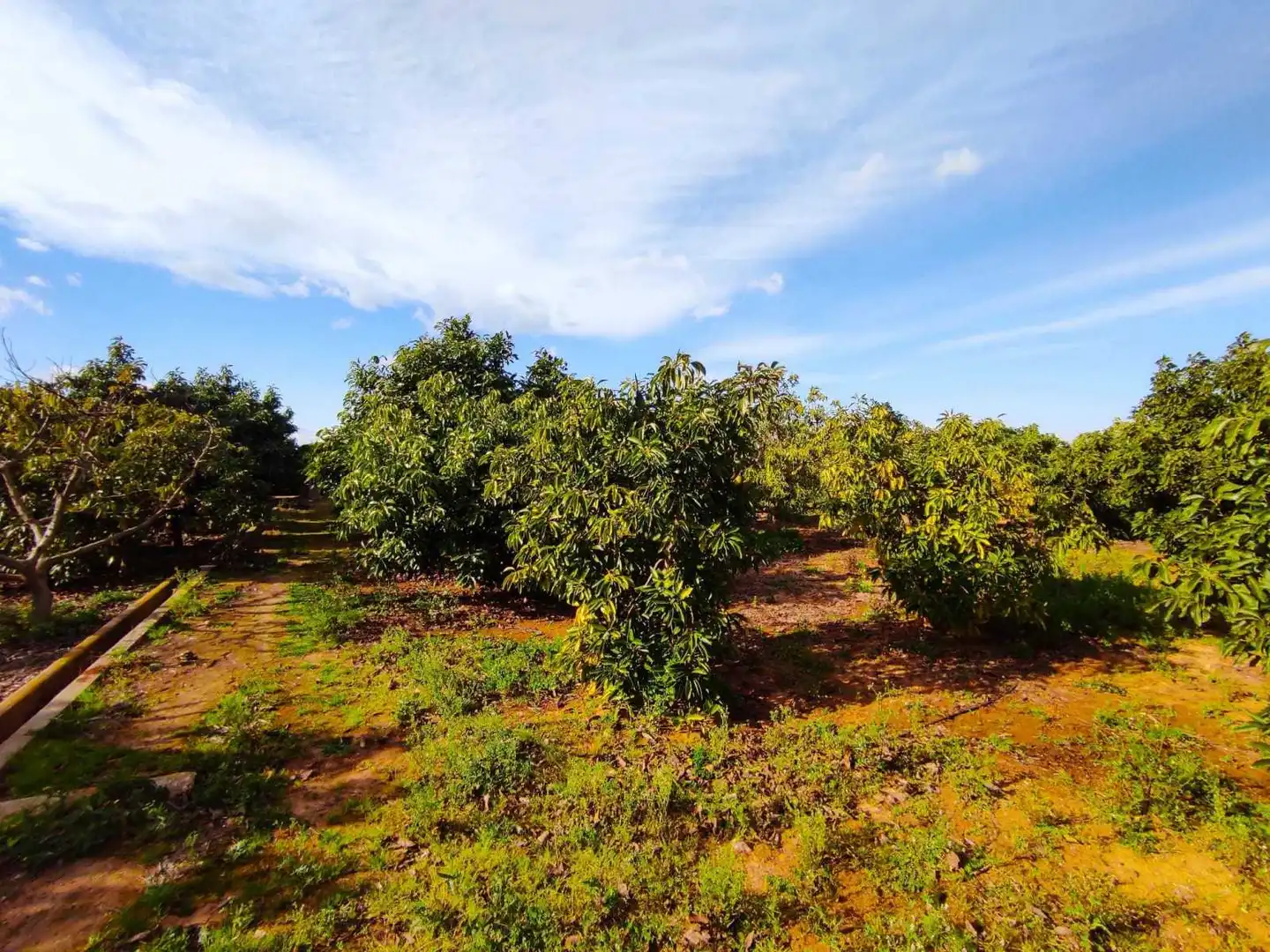 Lands and plots for sale in Corbera, imagen 2
