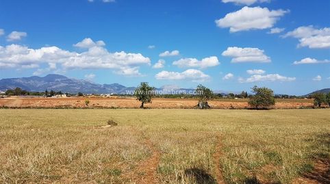 Foto 3 de Finca rústica en venta en Sencelles, Illes Balears
