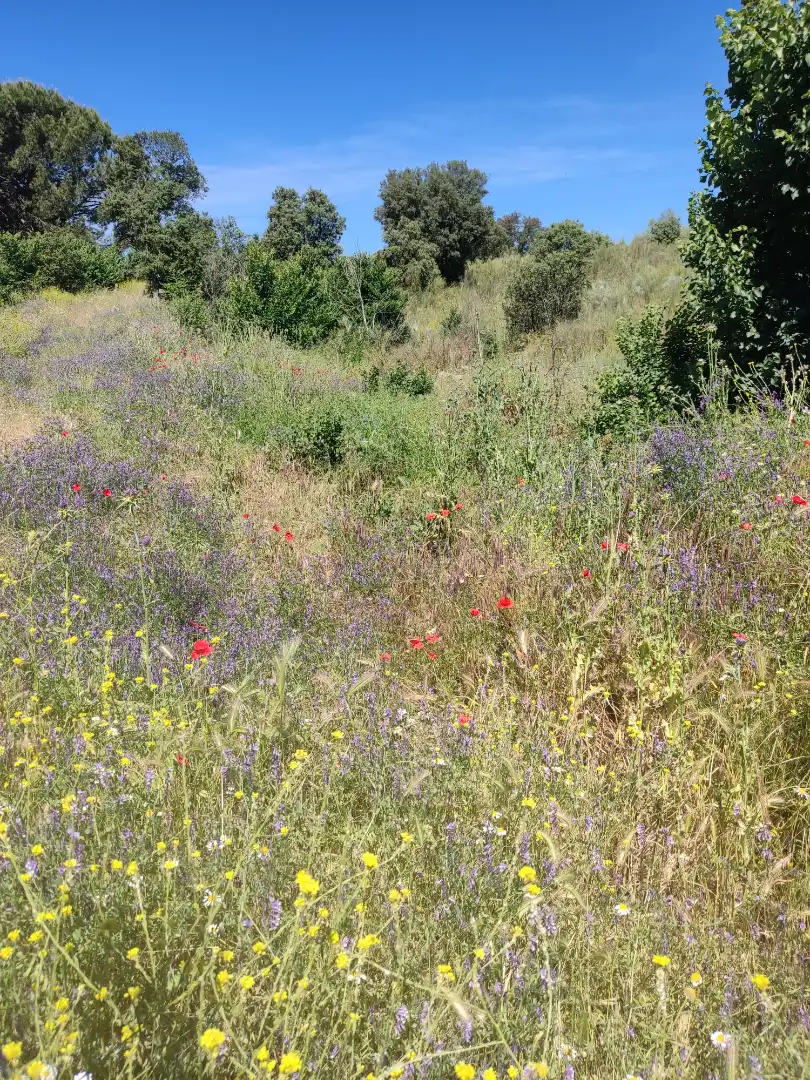 Land for sale in Navalcarnero