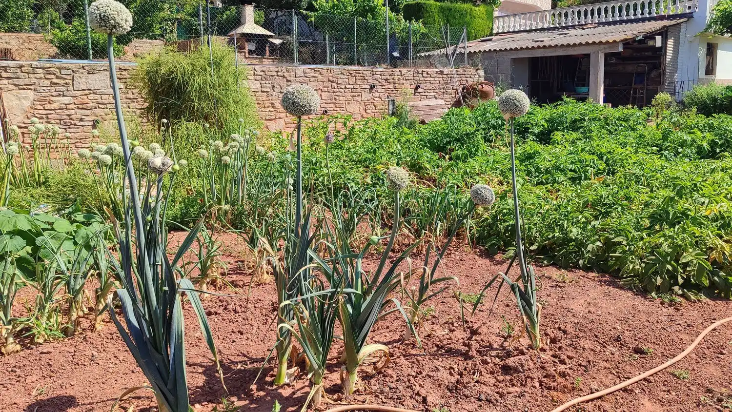 Terreny rústic en venda a Corbera de Llobregat, imagen 6