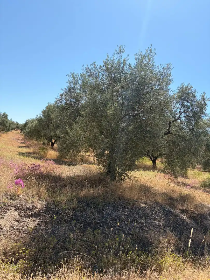 Terreny rústic en venda a Aguilar de la Frontera, imagen 10