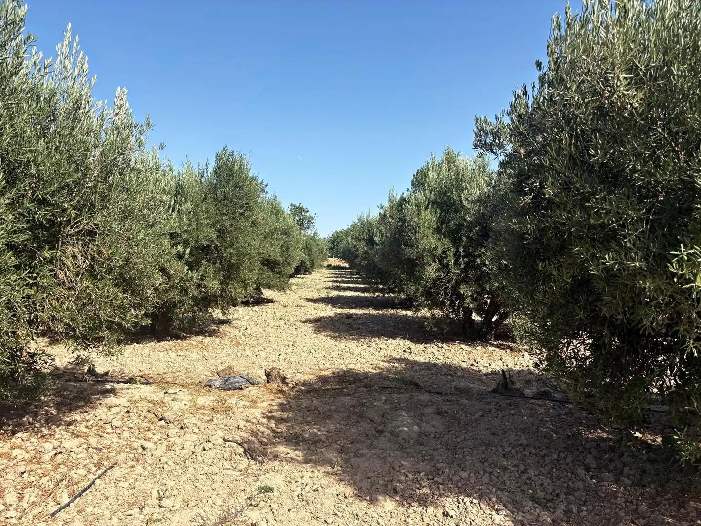 Terreno en venta en Totana