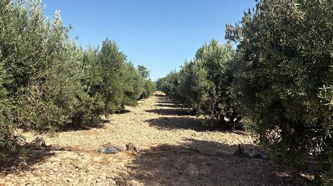 TERRENO en venta a 10 minutos de Totana, immagine 4