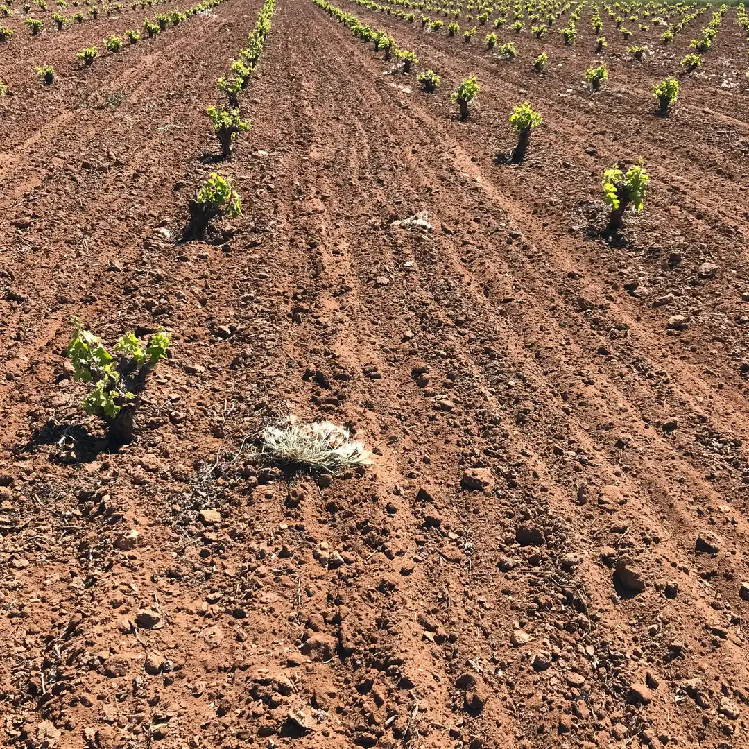 Terrenys i solars en venda a Mota del Cuervo, imagen 24