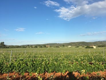Terreno rustico in vendita a Camí Reial del Frontó a la Bassa del Surco 11