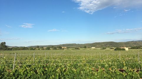 Preciosa viña y olivos en Les Useres (Castellón)