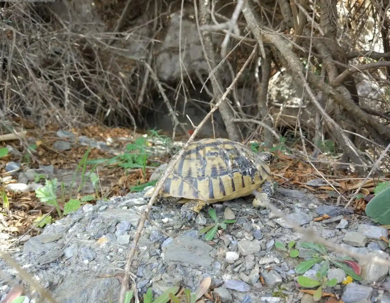 Terreny rústic en venda a Puerto Lumbreras, imagen 29