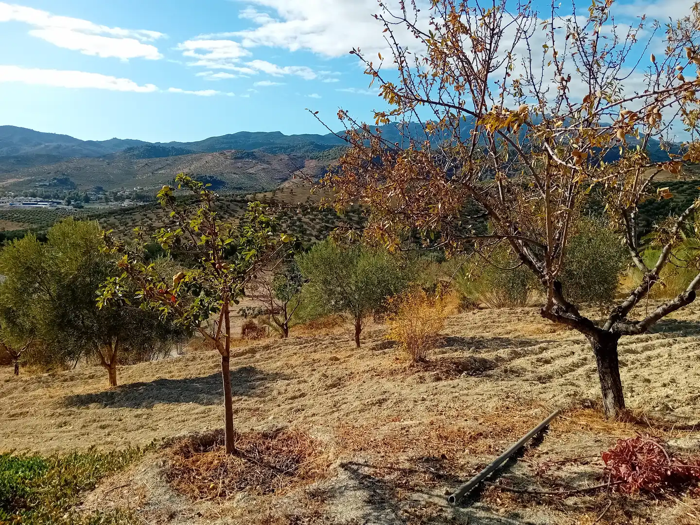 Casa rustica con giardino in vendita a El Burgo, imagen 15
