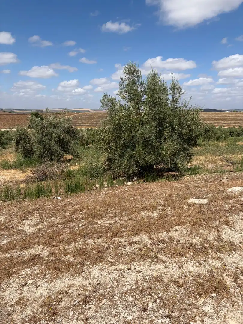 Terreno rustico in vendita a Santaella, imagen 8