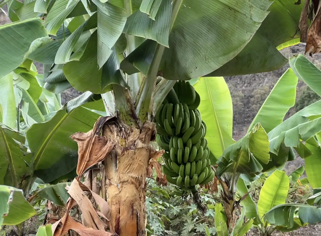 Garten von Grundstücke zum Verkauf in Teror