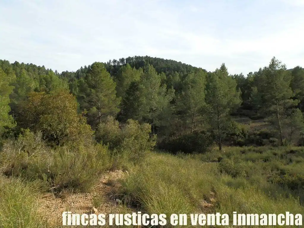 Rural land for sale in Requena, imagen 13