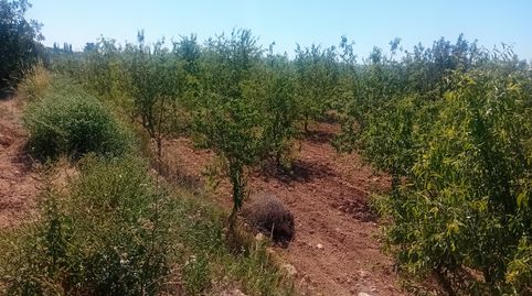 Foto 2 de Terreno en venta en Pasaje Los Segados, 13, Los Médicos, Cartagena