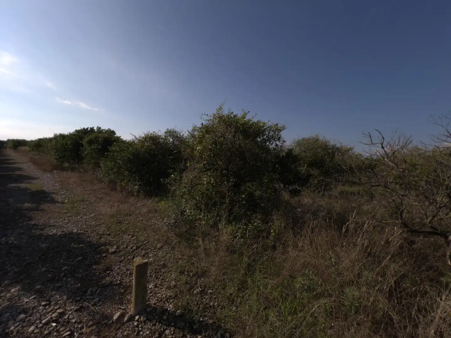 Rural land for sale in Alcanar, imagen 3