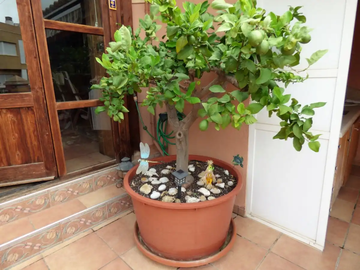 Jardín de Casa o chalet en venta en Crevillent con Aire acondicionado, Terraza y Trastero