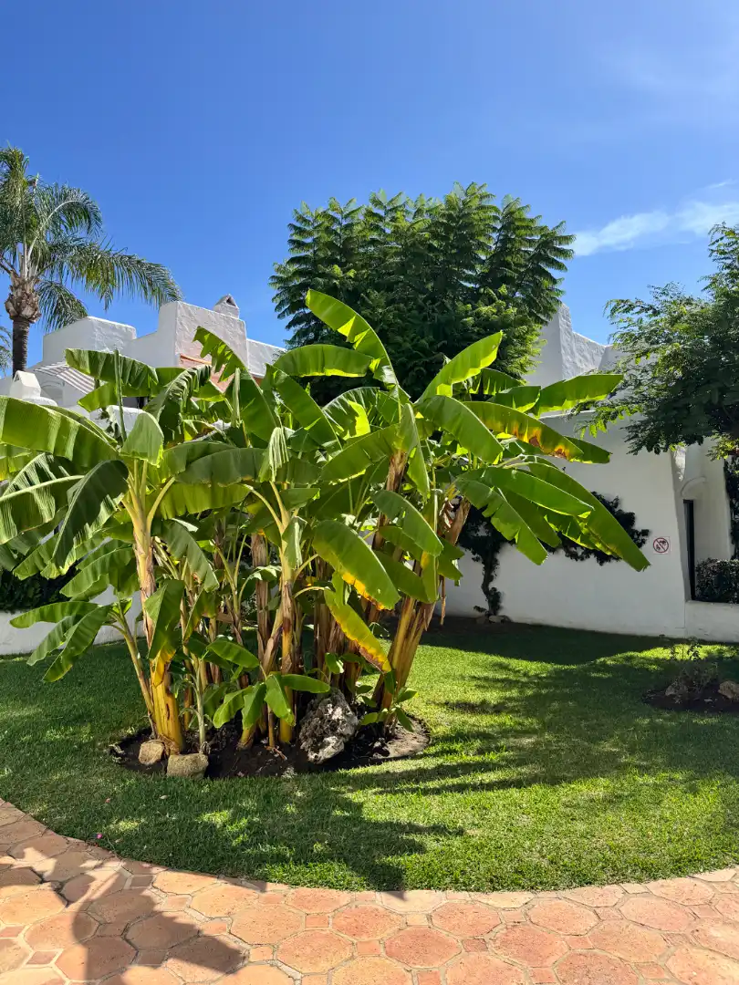 Garden of Study for rent in Estepona  with Air Conditioner, Heating and Private garden