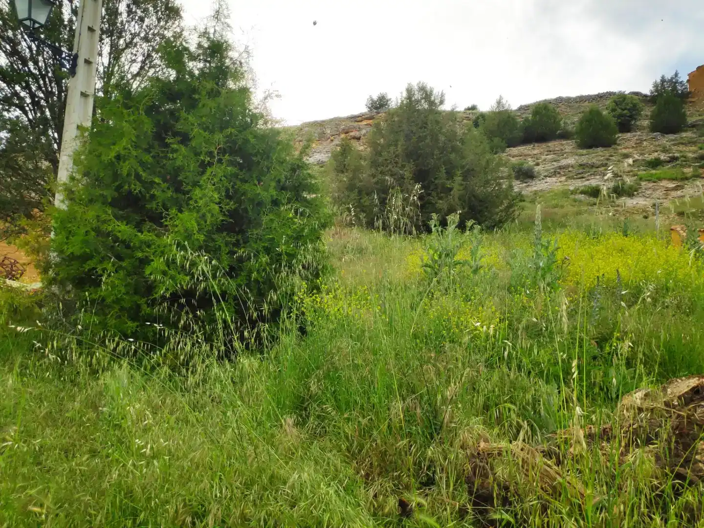 Land for sale in Castillejo de Robledo