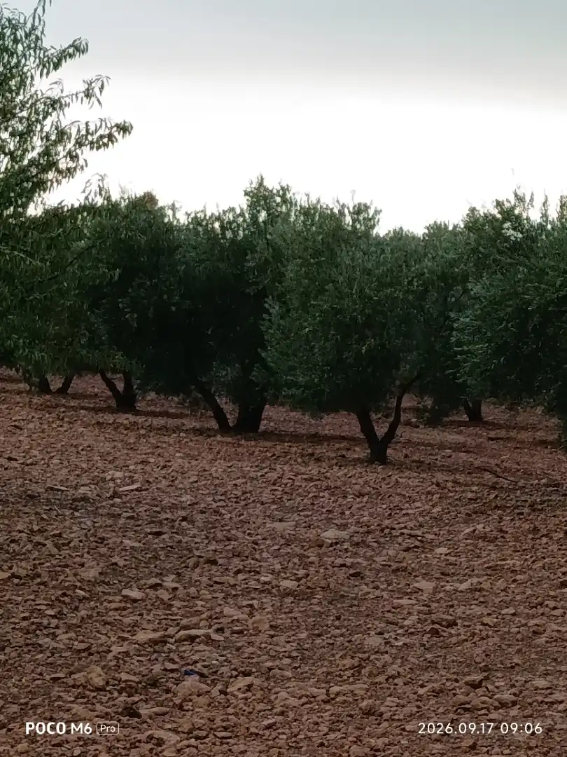 Rural land for sale in Calle García Pavón 112, imagen 3