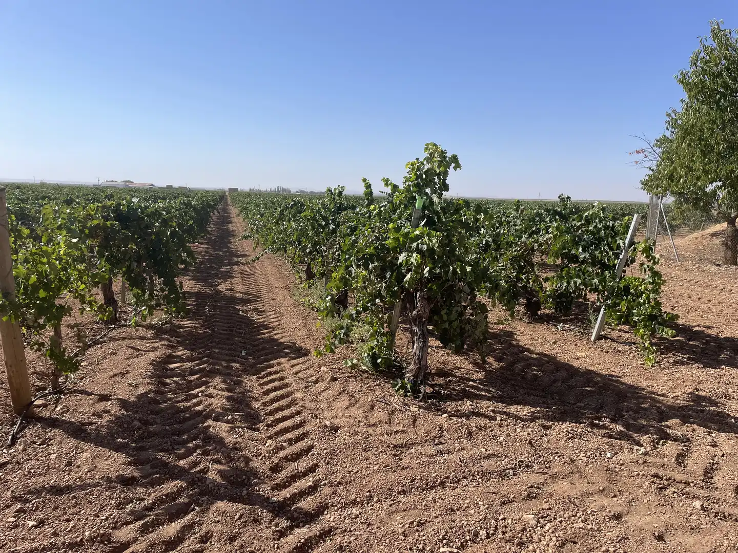 Rural land for sale in Argamasilla de Alba, imagen 4