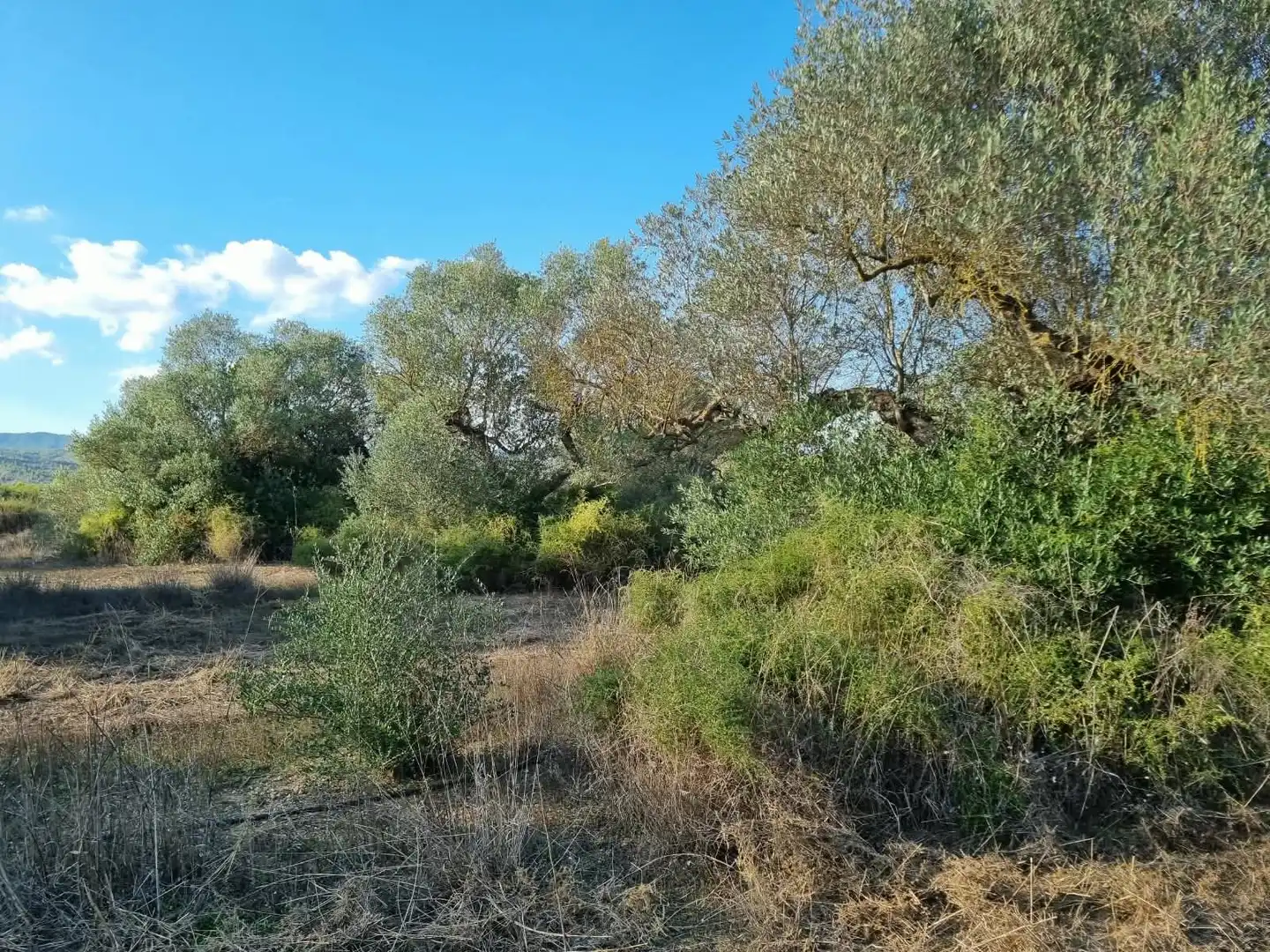 Grundstücke und Bauplätze zum Verkauf in poligono 14 parcela 31 Ginestar, imagen 9
