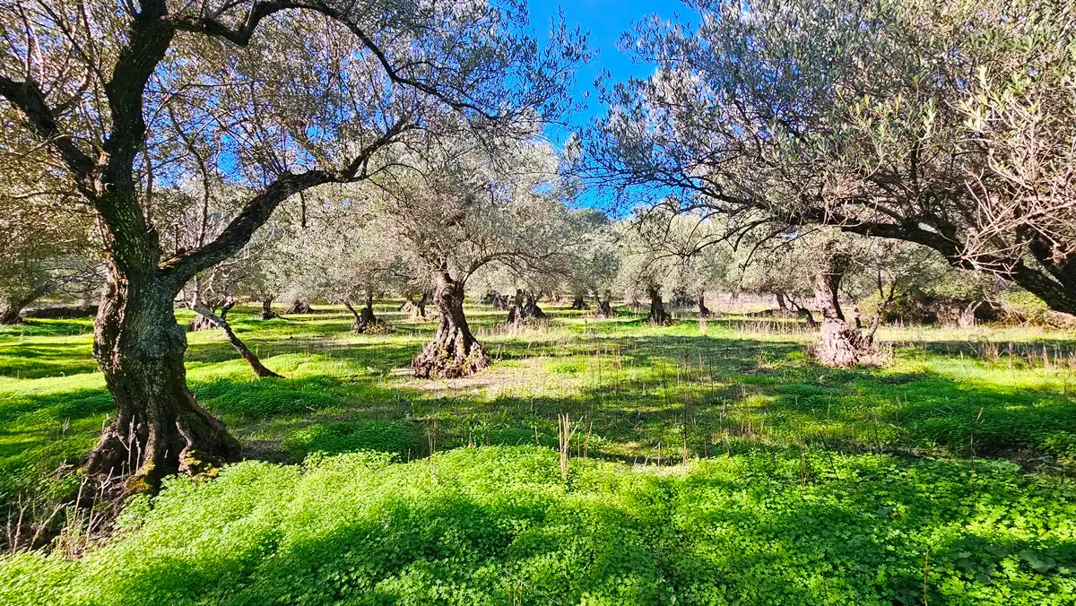 Jardín de Terreno en venta en Higuera de la Sierra