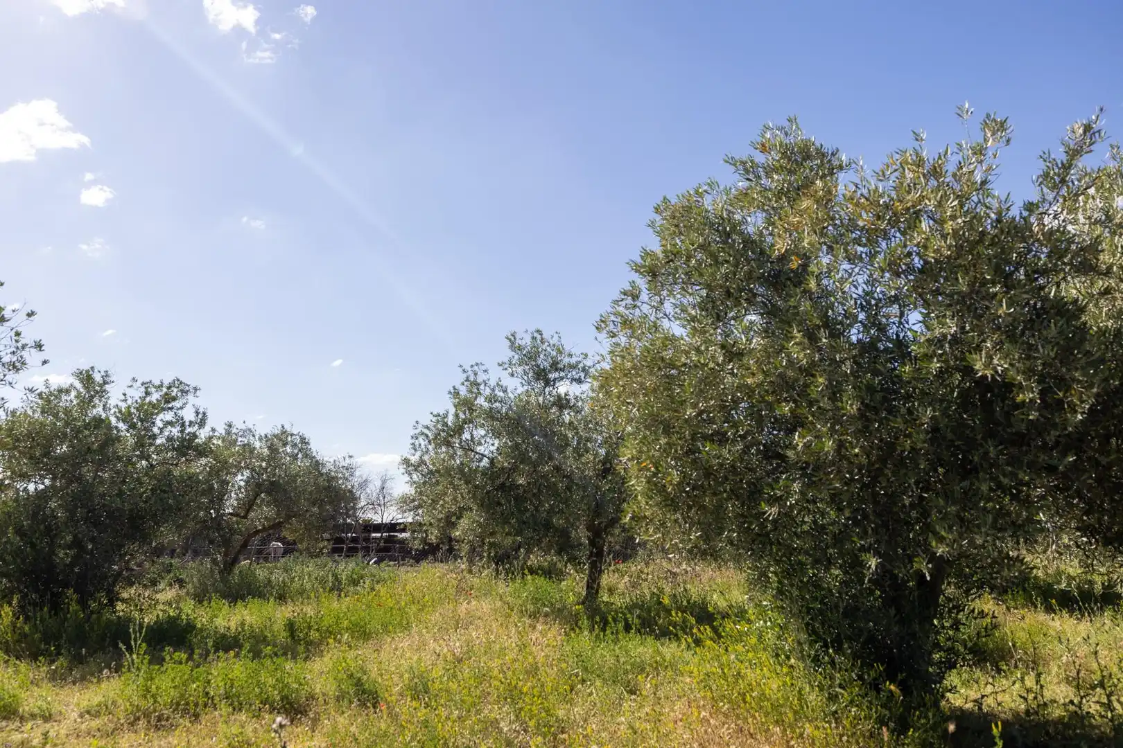 Rural land for sale in Polígono 3 Parcela 220 Arnique, imagen 28