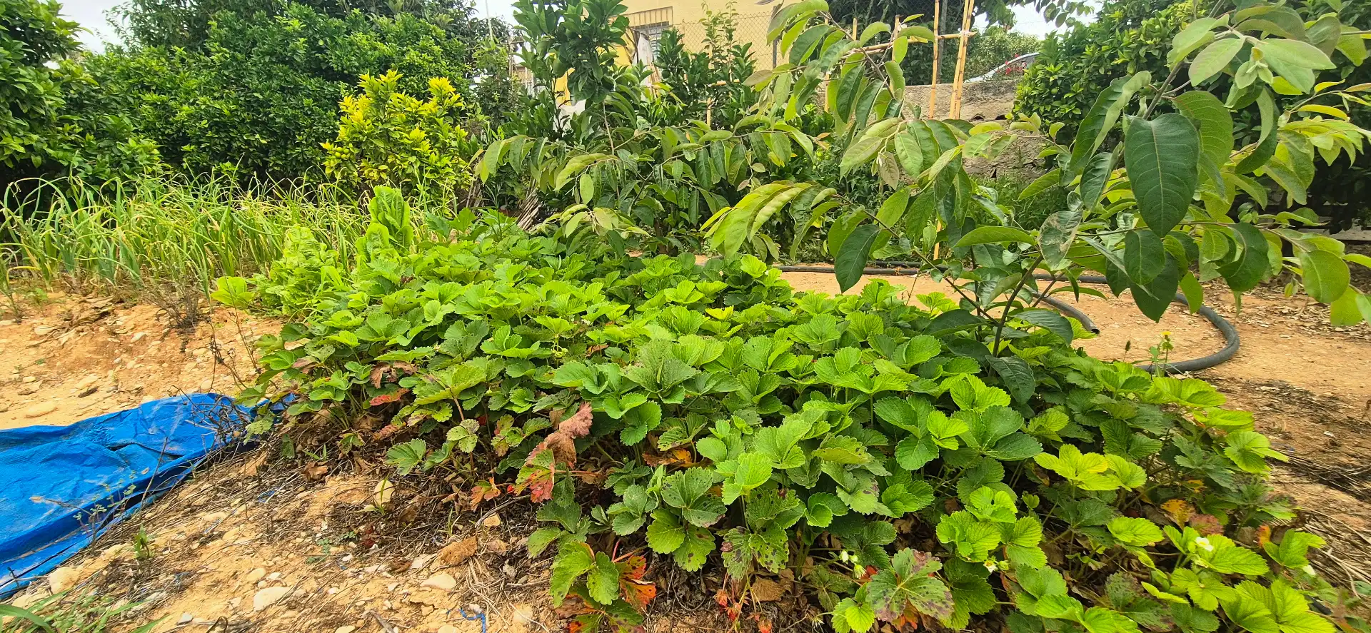 Finca rústica en venda en Gandia amb Jardí privat, Terrassa i Moblat