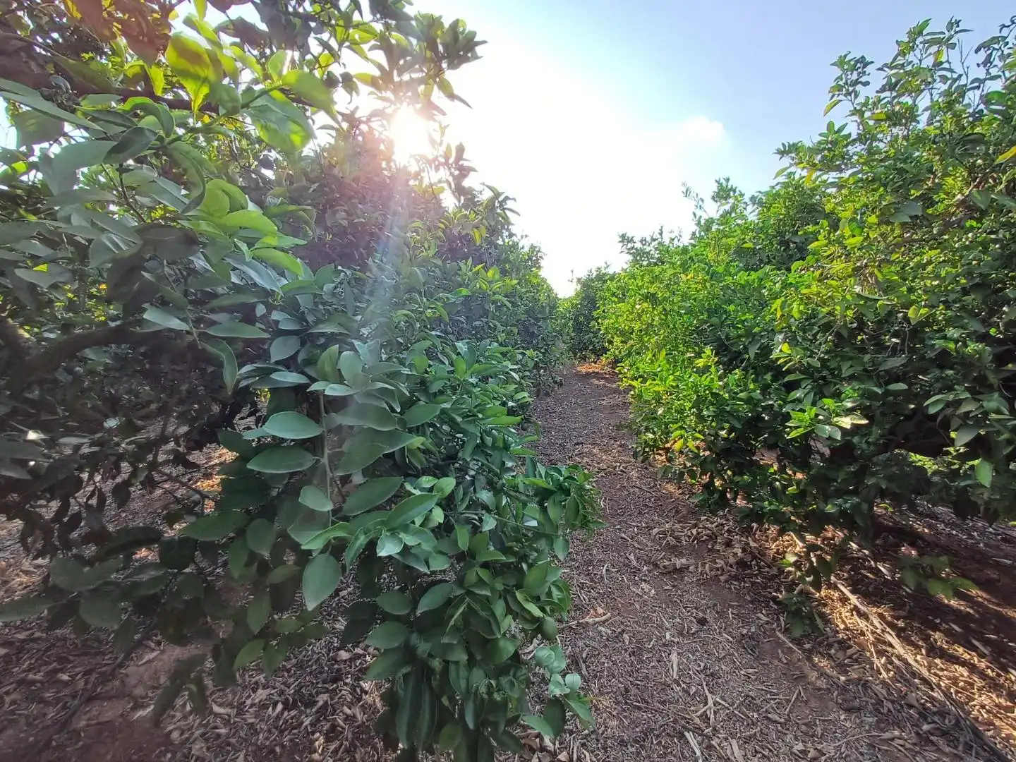 Rural land for sale in PARTIDA SERRA PERENCHISA, imagen 9