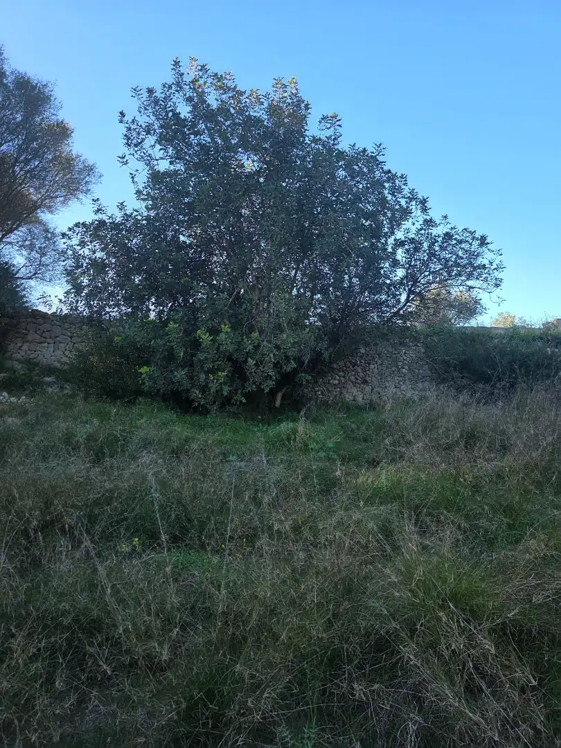 Rustikales Grundstück zum Verkauf in Camí de Son Dalmau 2, imagen 10