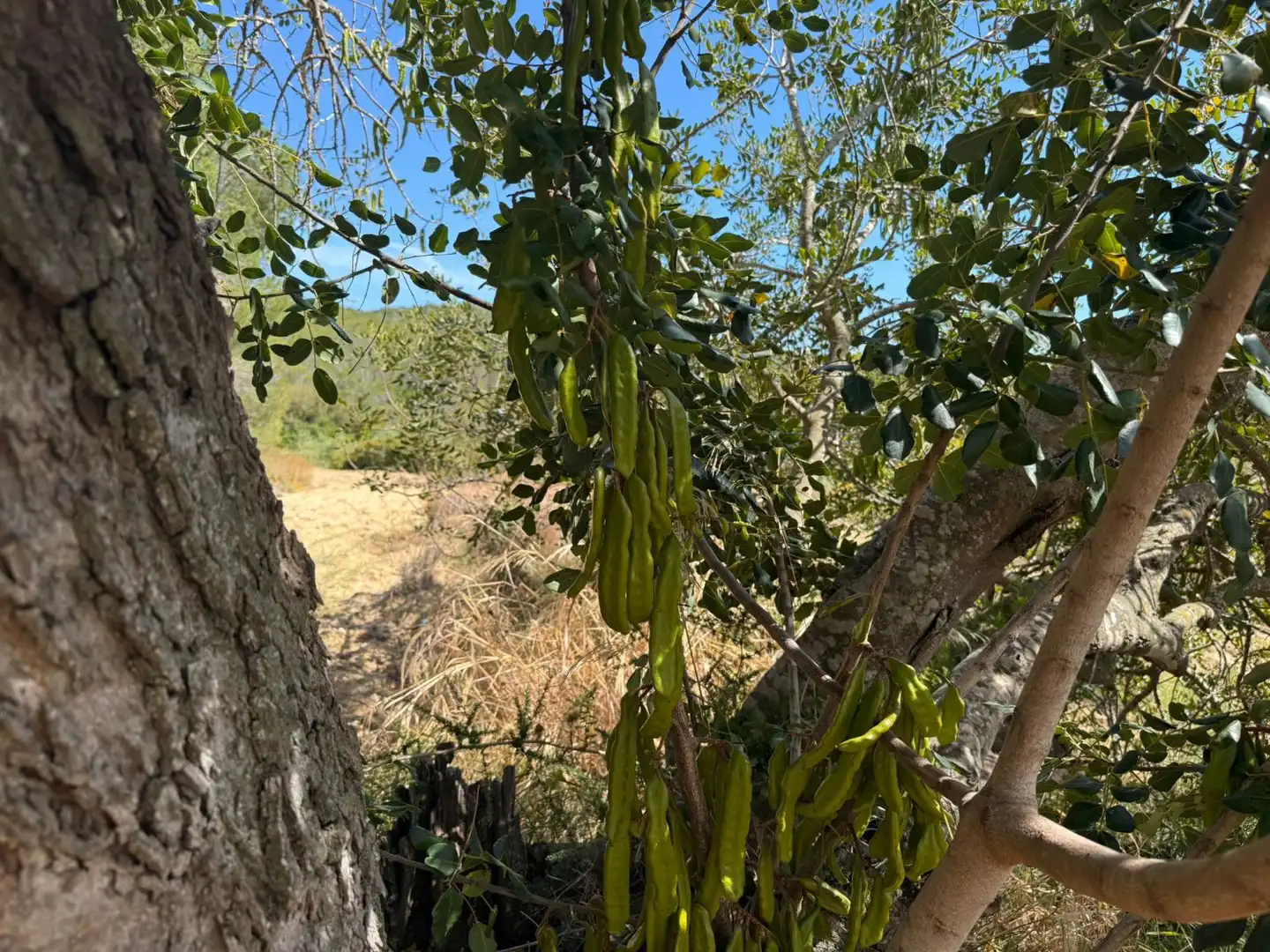 Finca rústica en venda a Vespella de Gaià