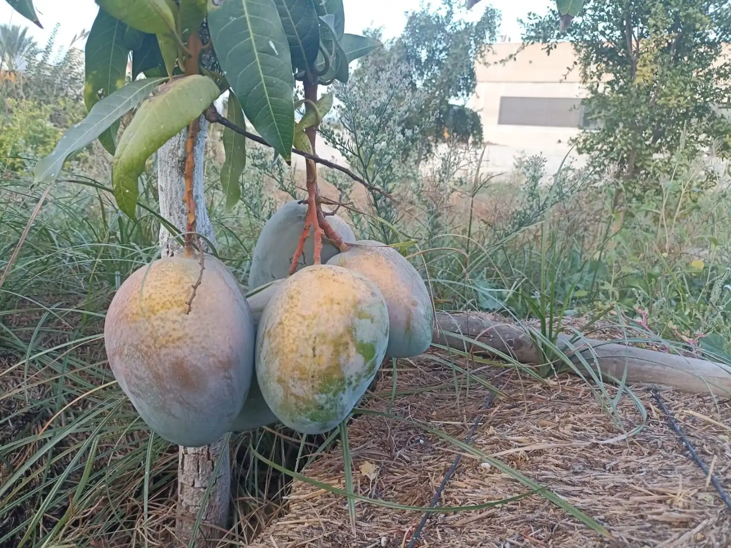 Jardín de Residencial en venta en Alhaurín de la Torre