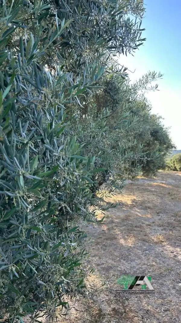 Terreni e lotti in vendita a Begíjar