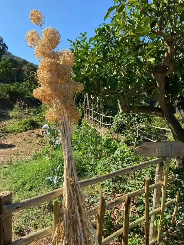 Jardín de Finca rústica en venta en Monda con Aire acondicionado, Jardín privado y Terraza