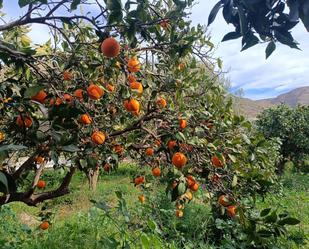 Jardí de Casa o xalet en venda en Berja amb Jardí privat i Moblat
