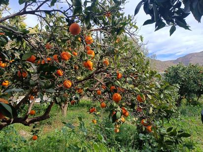 Jardí de Casa o xalet en venda en Berja amb Jardí privat i Moblat