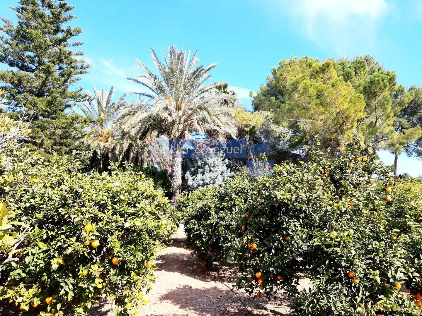 Jardín de Casa o chalet en venta en Albalat dels Tarongers con Terraza