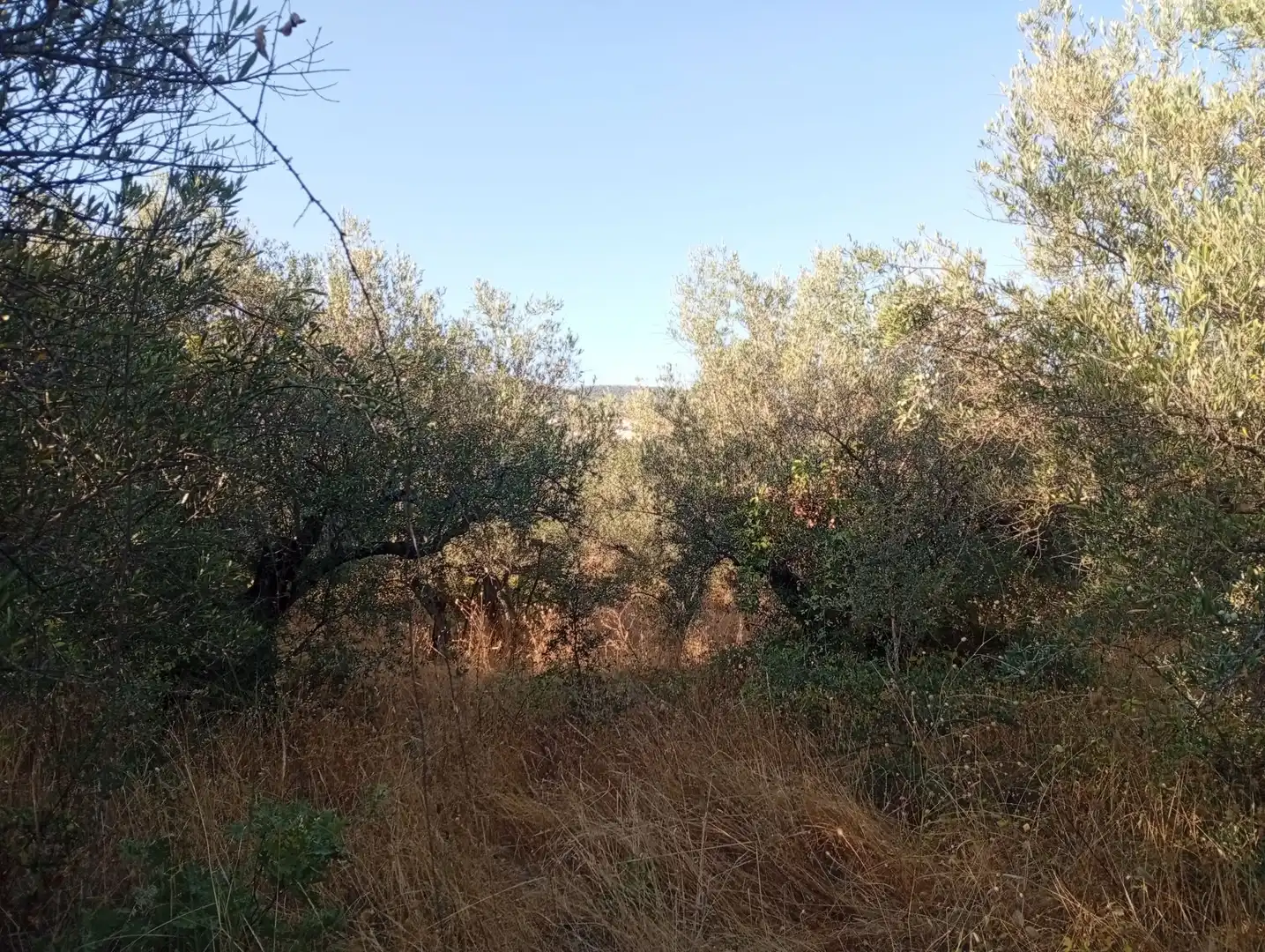 Terreni e lotti in vendita a Villanueva de la Vera, imagen 5