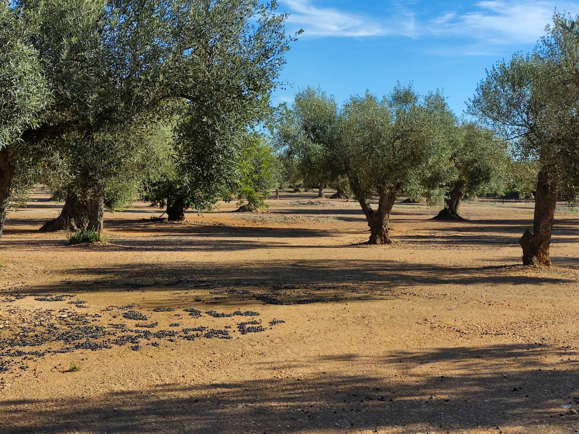 Land for sale in Traiguera