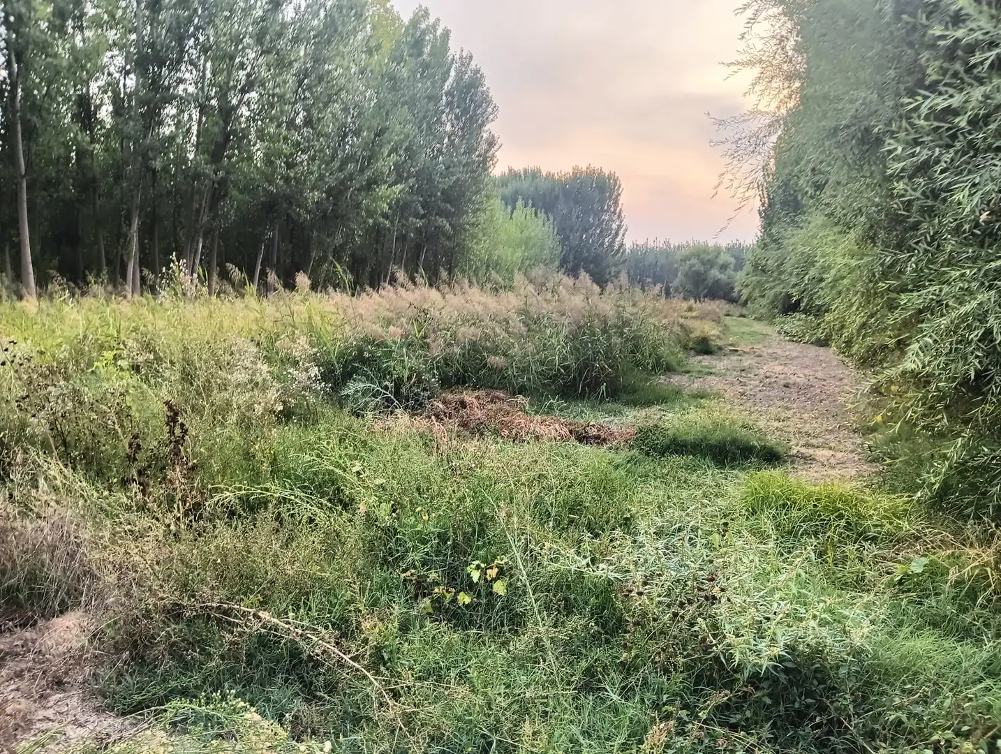 Rural land for sale in Paseo del Prado, imagen 3
