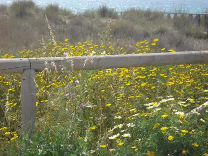 Terreni e lotti in vendita a Vejer, imagen 3