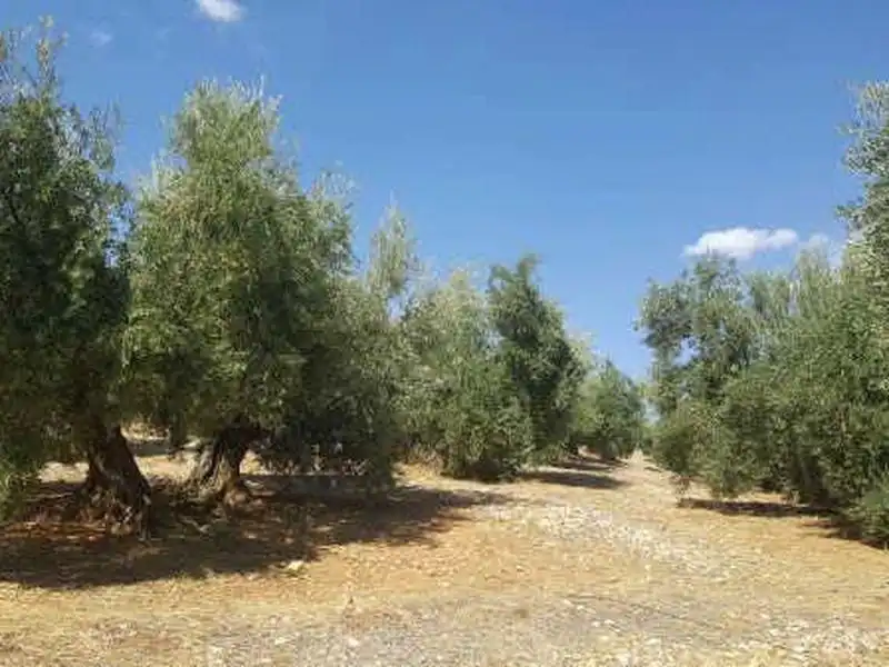 Terreni e lotti in vendita a Arroyo del Ojanco, imagen 2