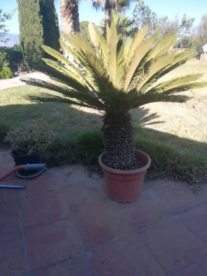 Jardín de Finca rústica en venta en Vélez-Málaga con Jardín privado, Trastero y Piscina