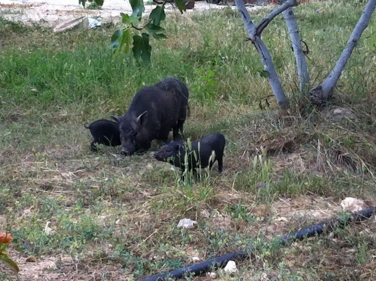 Terrenys i solars en venda a CASTELL DE MONTORNES 1, imagen 12