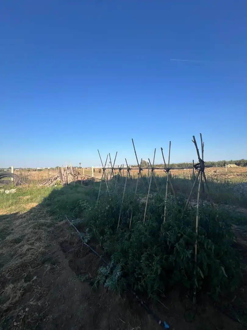 Finca rústica en venda en Los Palacios y Villafranca