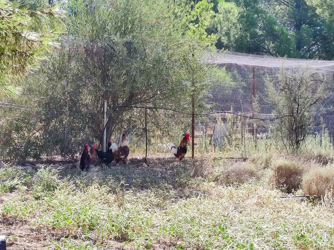 Jardí de Finca rústica en venda en Tobarra amb Jardí privat, Terrassa i Traster