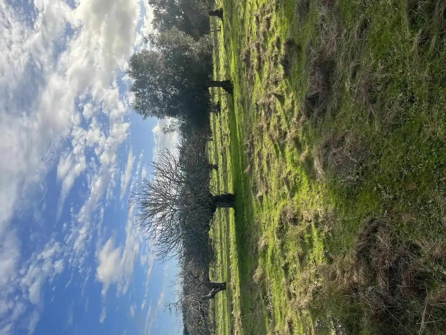 Finca rústica en venta en Segura de León, Badajoz