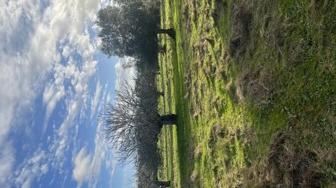 Foto 5 de Finca rústica en venta en Calle Iglesia, 6, Segura de León, Badajoz