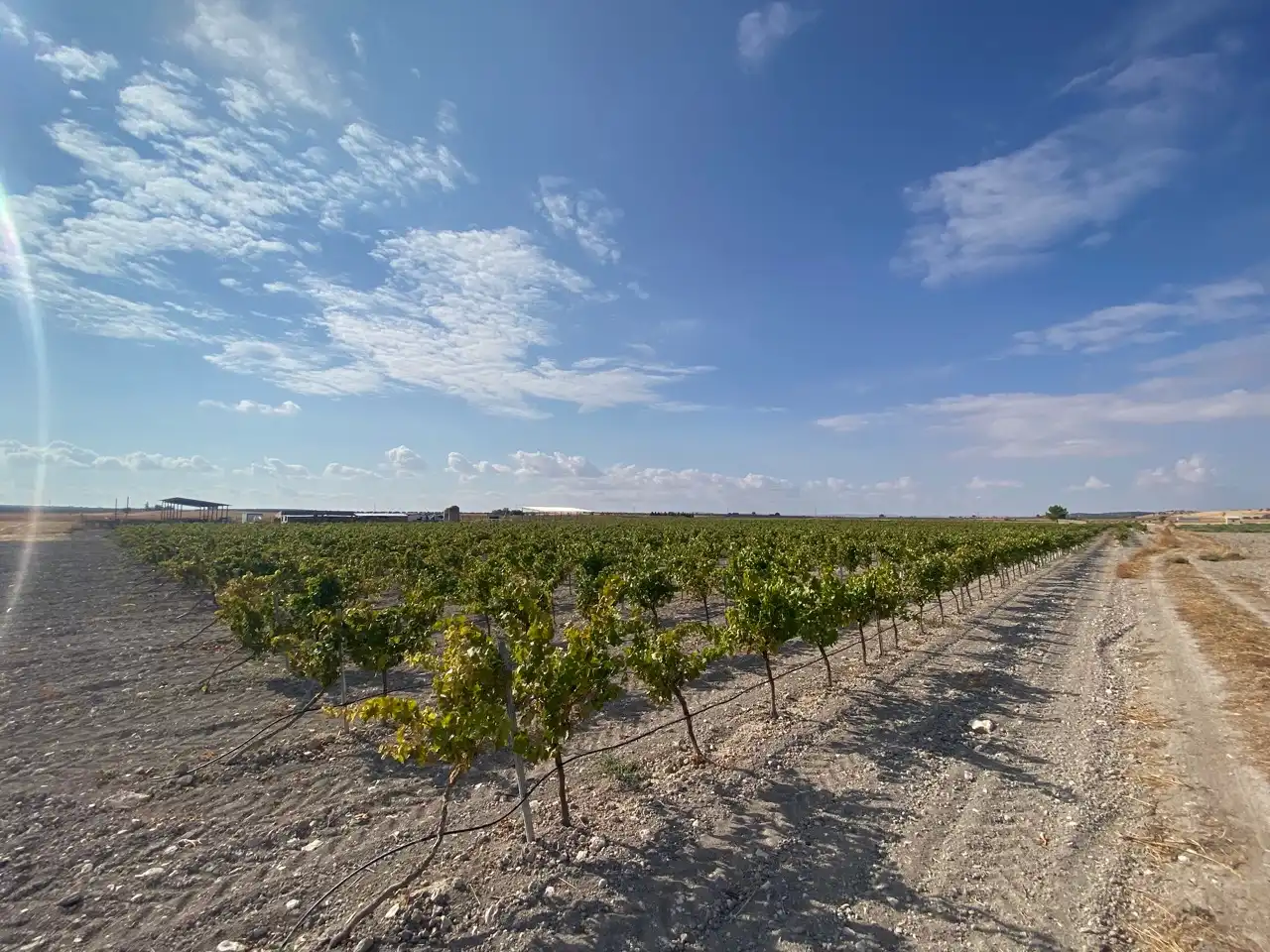 Terreny rústic en venda a Carretera Pozuelo de Calatrava 27, imagen 24