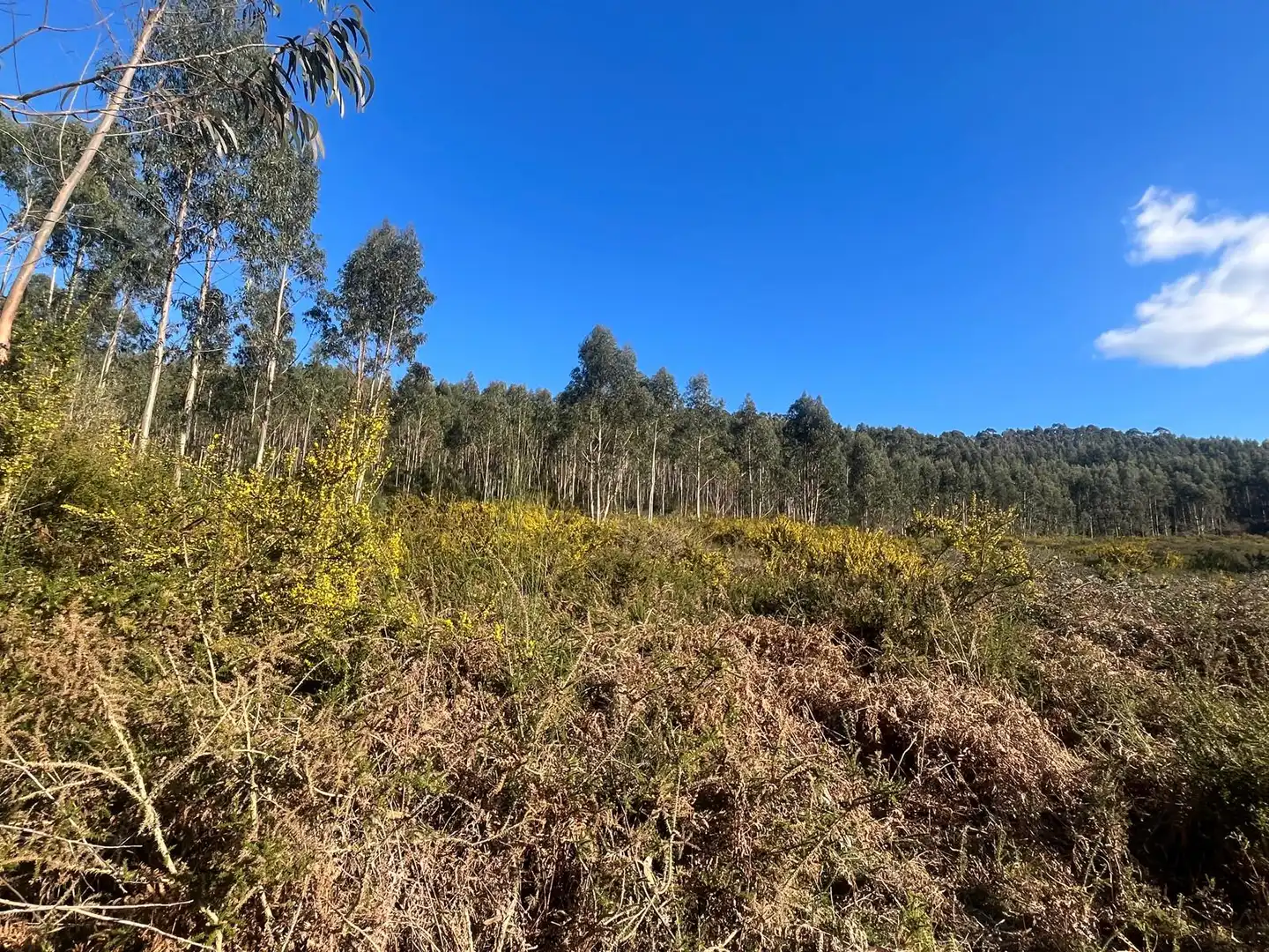 Terreno rustico in vendita a O Rosal, imagen 26