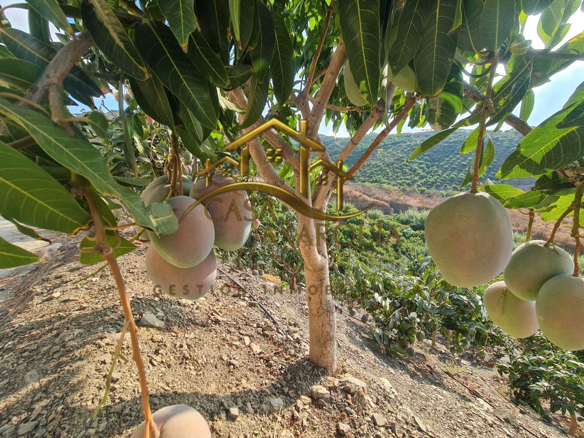 Garden of Country house for sale in Vélez-Málaga  with Private garden, Terrace and Swimming Pool